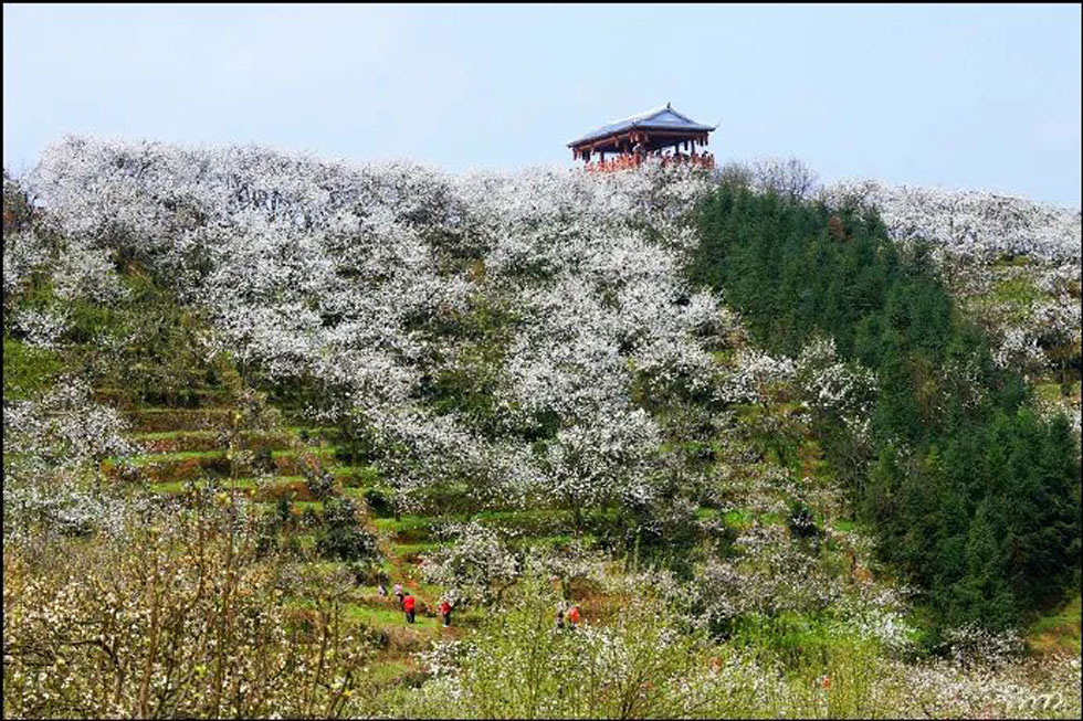 【春天，广西桂林灌阳县向您发出邀请！】我们在灌阳看梨花 - 游山玩水 - 大庆生活社区 - 大庆28生活网 dq.28life.net
