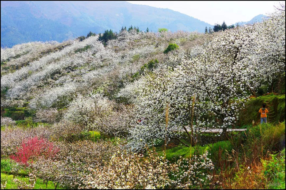 【春天，广西桂林灌阳县向您发出邀请！】我们在灌阳看梨花 - 游山玩水 - 大庆生活社区 - 大庆28生活网 dq.28life.net