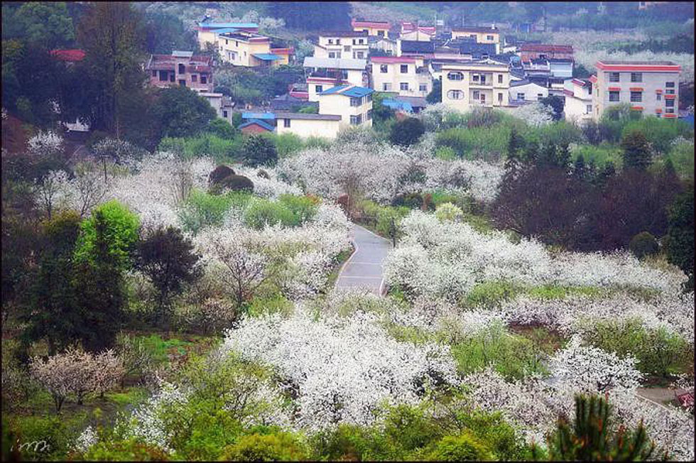 【春天，广西桂林灌阳县向您发出邀请！】我们在灌阳看梨花 - 游山玩水 - 大庆生活社区 - 大庆28生活网 dq.28life.net