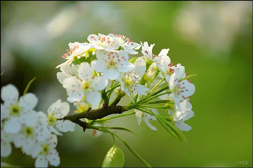 【春天，广西桂林灌阳县向您发出邀请！】我们在灌阳看梨花 - 游山玩水 - 大庆生活社区 - 大庆28生活网 dq.28life.net