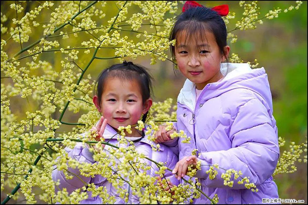 【春天，广西桂林灌阳县向您发出邀请！】米珠山前有片山苍子花在飘香 - 游山玩水 - 大庆生活社区 - 大庆28生活网 dq.28life.net