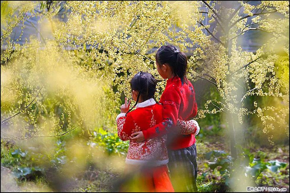 【春天，广西桂林灌阳县向您发出邀请！】米珠山前有片山苍子花在飘香 - 游山玩水 - 大庆生活社区 - 大庆28生活网 dq.28life.net