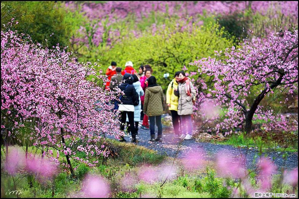【春天，广西桂林灌阳县向您发出邀请！】官庄村有个醉美的桃花园 - 游山玩水 - 大庆生活社区 - 大庆28生活网 dq.28life.net