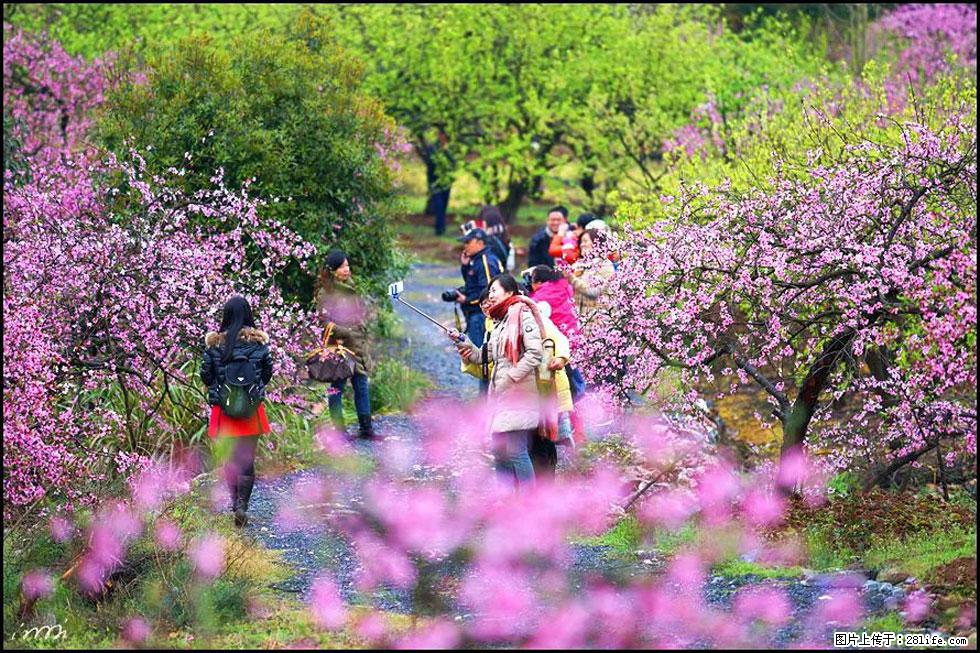 【春天，广西桂林灌阳县向您发出邀请！】官庄村有个醉美的桃花园 - 游山玩水 - 大庆生活社区 - 大庆28生活网 dq.28life.net