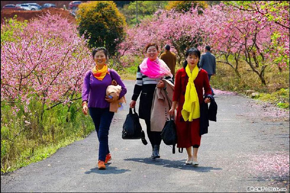 【春天，广西桂林灌阳县向您发出邀请！】官庄村有个醉美的桃花园 - 游山玩水 - 大庆生活社区 - 大庆28生活网 dq.28life.net