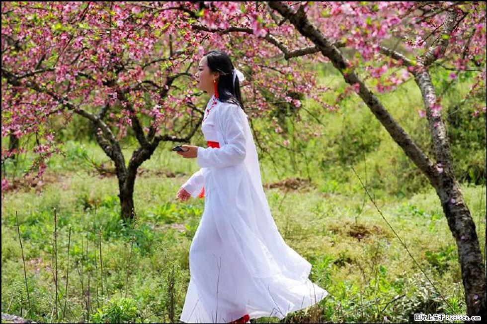 【春天，广西桂林灌阳县向您发出邀请！】官庄村有个醉美的桃花园 - 游山玩水 - 大庆生活社区 - 大庆28生活网 dq.28life.net