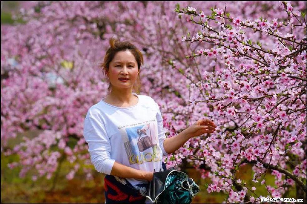 【春天，广西桂林灌阳县向您发出邀请！】官庄村有个醉美的桃花园 - 游山玩水 - 大庆生活社区 - 大庆28生活网 dq.28life.net
