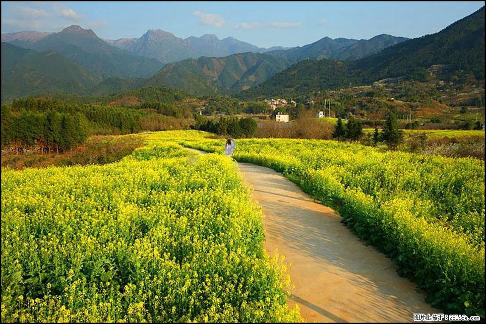 【春天，广西桂林灌阳县向您发出邀请！】长坪村油菜盛情花开 - 游山玩水 - 大庆生活社区 - 大庆28生活网 dq.28life.net