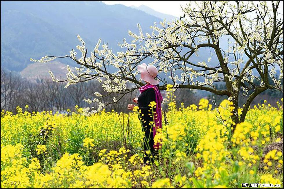 【春天，广西桂林灌阳县向您发出邀请！】长坪村油菜盛情花开 - 游山玩水 - 大庆生活社区 - 大庆28生活网 dq.28life.net