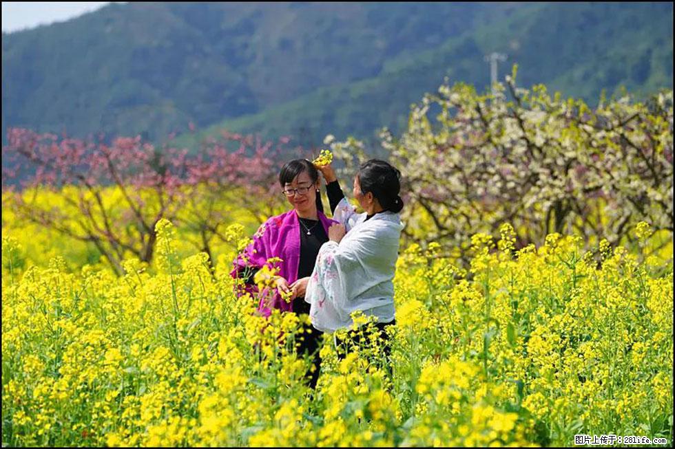 【春天，广西桂林灌阳县向您发出邀请！】长坪村油菜盛情花开 - 游山玩水 - 大庆生活社区 - 大庆28生活网 dq.28life.net