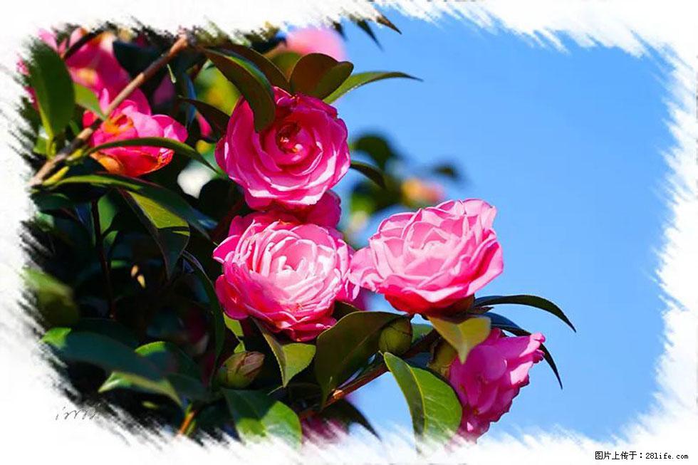 【春天，广西桂林灌阳县向您发出邀请！】杨柳井茶花惹人爱 - 游山玩水 - 大庆生活社区 - 大庆28生活网 dq.28life.net