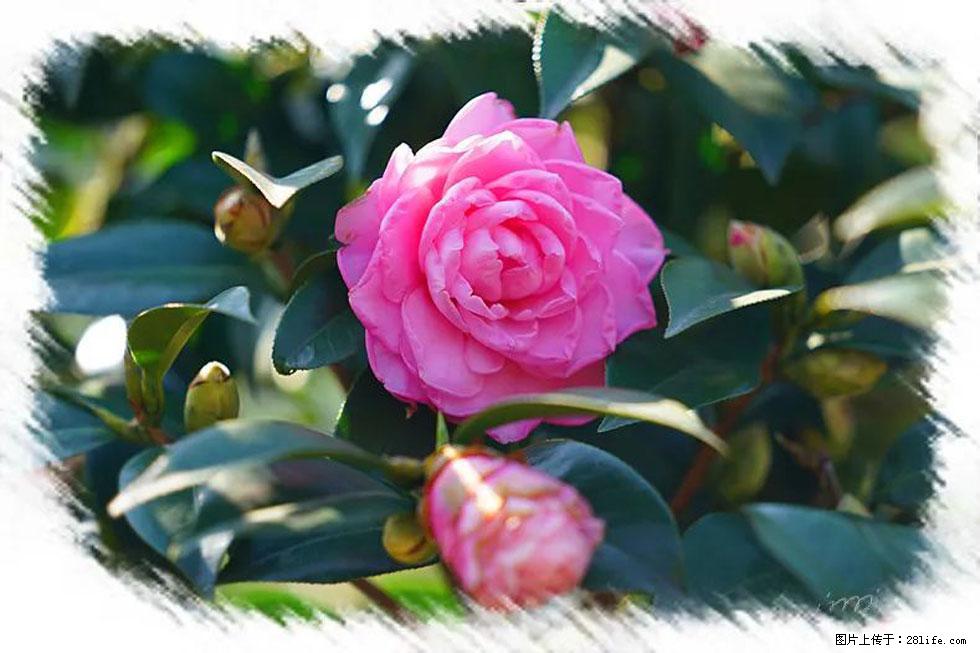 【春天，广西桂林灌阳县向您发出邀请！】杨柳井茶花惹人爱 - 游山玩水 - 大庆生活社区 - 大庆28生活网 dq.28life.net