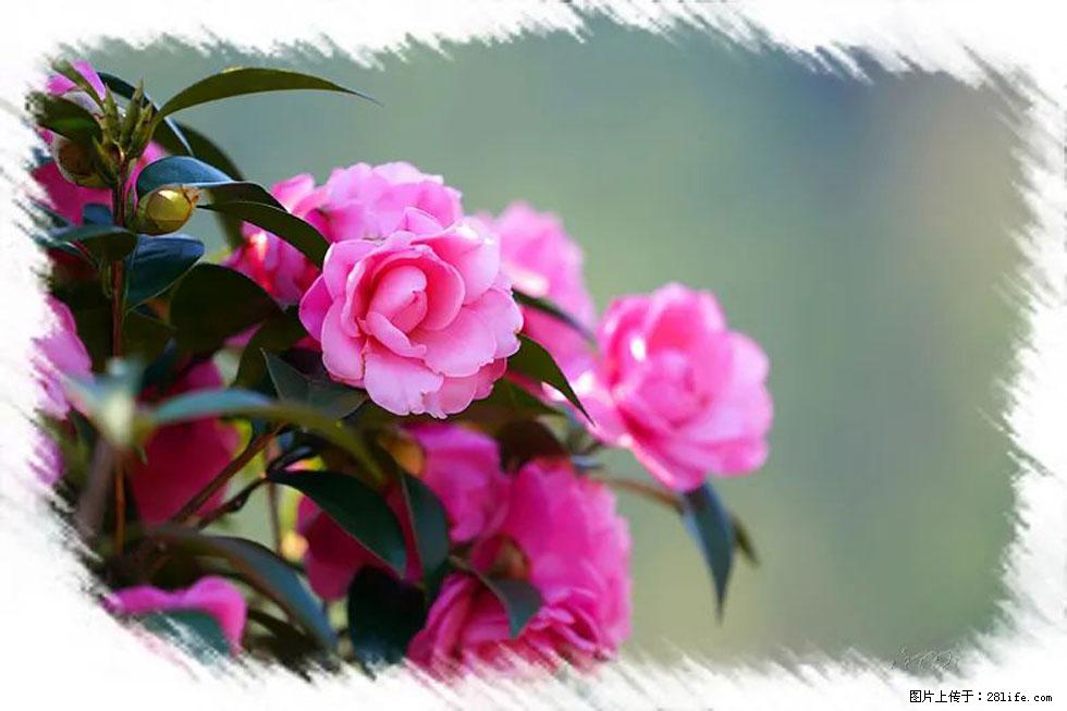【春天，广西桂林灌阳县向您发出邀请！】杨柳井茶花惹人爱 - 游山玩水 - 大庆生活社区 - 大庆28生活网 dq.28life.net