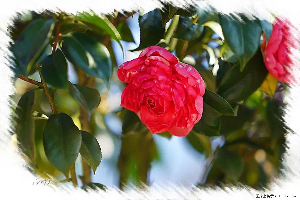 【春天，广西桂林灌阳县向您发出邀请！】杨柳井茶花惹人爱 - 游山玩水 - 大庆生活社区 - 大庆28生活网 dq.28life.net