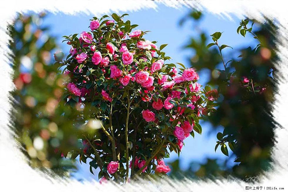 【春天，广西桂林灌阳县向您发出邀请！】杨柳井茶花惹人爱 - 游山玩水 - 大庆生活社区 - 大庆28生活网 dq.28life.net