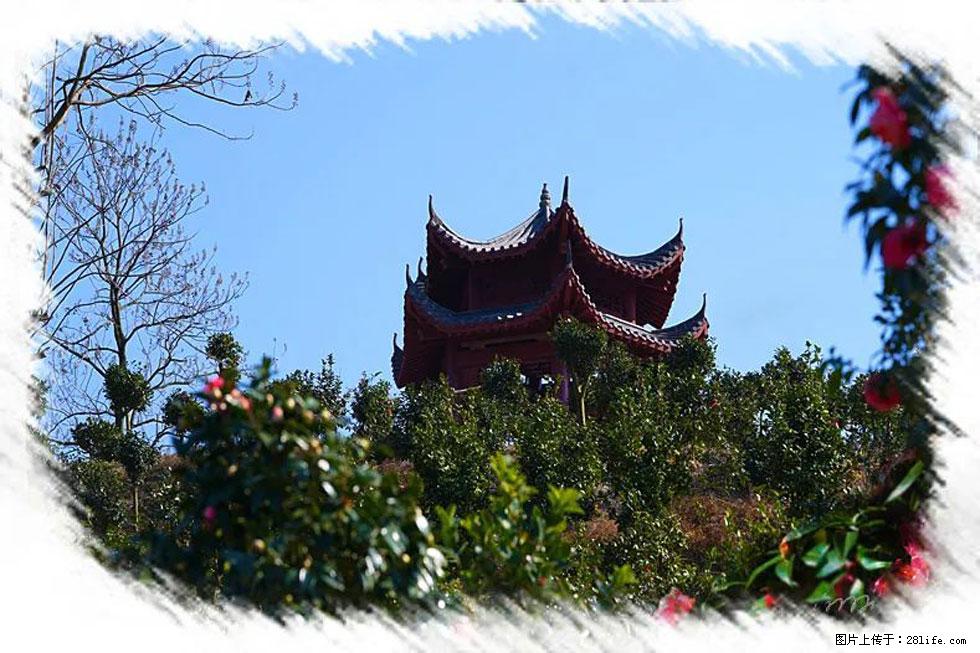 【春天，广西桂林灌阳县向您发出邀请！】杨柳井茶花惹人爱 - 游山玩水 - 大庆生活社区 - 大庆28生活网 dq.28life.net