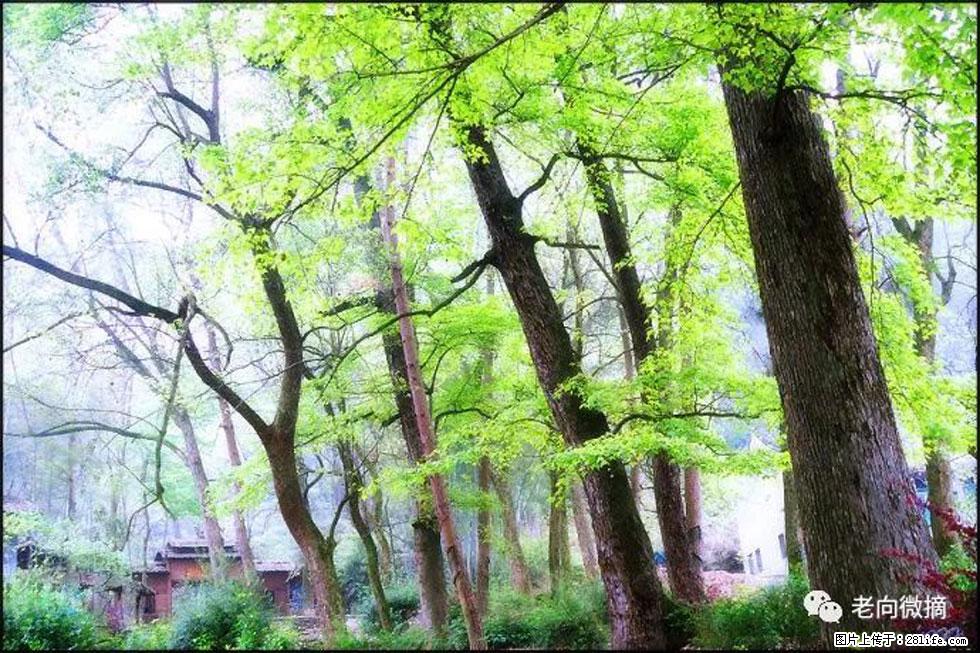 【春天，广西桂林灌阳县向您发出邀请！】在小龙村与春天约会 - 游山玩水 - 大庆生活社区 - 大庆28生活网 dq.28life.net
