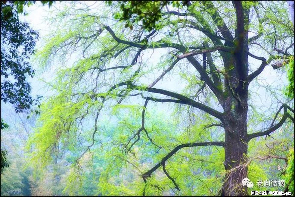 【春天，广西桂林灌阳县向您发出邀请！】在小龙村与春天约会 - 游山玩水 - 大庆生活社区 - 大庆28生活网 dq.28life.net
