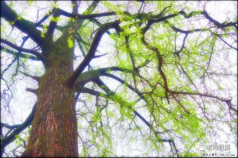 【春天，广西桂林灌阳县向您发出邀请！】在小龙村与春天约会 - 游山玩水 - 大庆生活社区 - 大庆28生活网 dq.28life.net