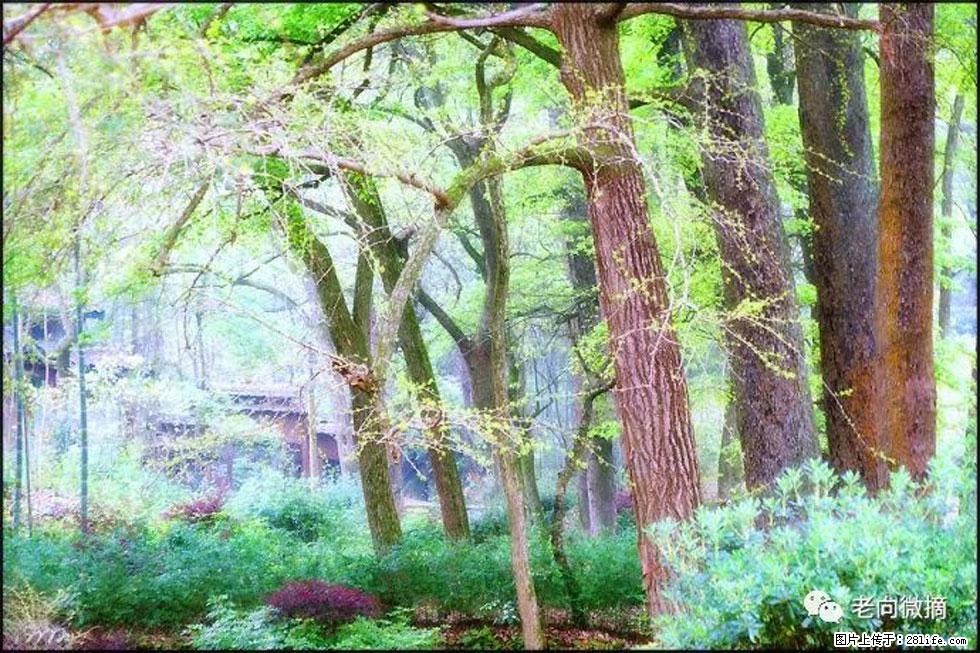 【春天，广西桂林灌阳县向您发出邀请！】在小龙村与春天约会 - 游山玩水 - 大庆生活社区 - 大庆28生活网 dq.28life.net