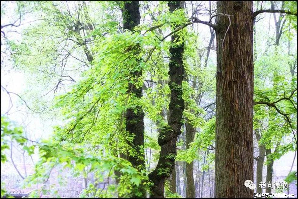 【春天，广西桂林灌阳县向您发出邀请！】在小龙村与春天约会 - 游山玩水 - 大庆生活社区 - 大庆28生活网 dq.28life.net