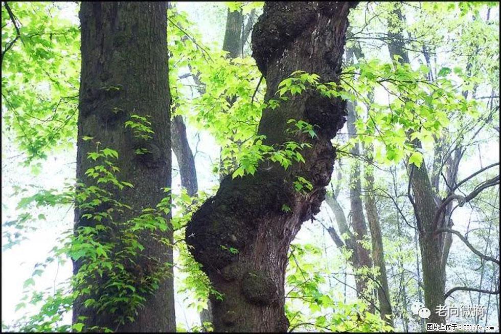 【春天，广西桂林灌阳县向您发出邀请！】在小龙村与春天约会 - 游山玩水 - 大庆生活社区 - 大庆28生活网 dq.28life.net