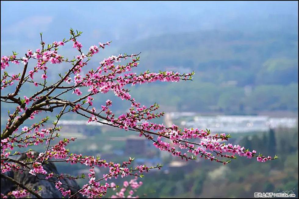 【春天，广西桂林灌阳县向您发出邀请！】望月岭上桃花开 - 游山玩水 - 大庆生活社区 - 大庆28生活网 dq.28life.net