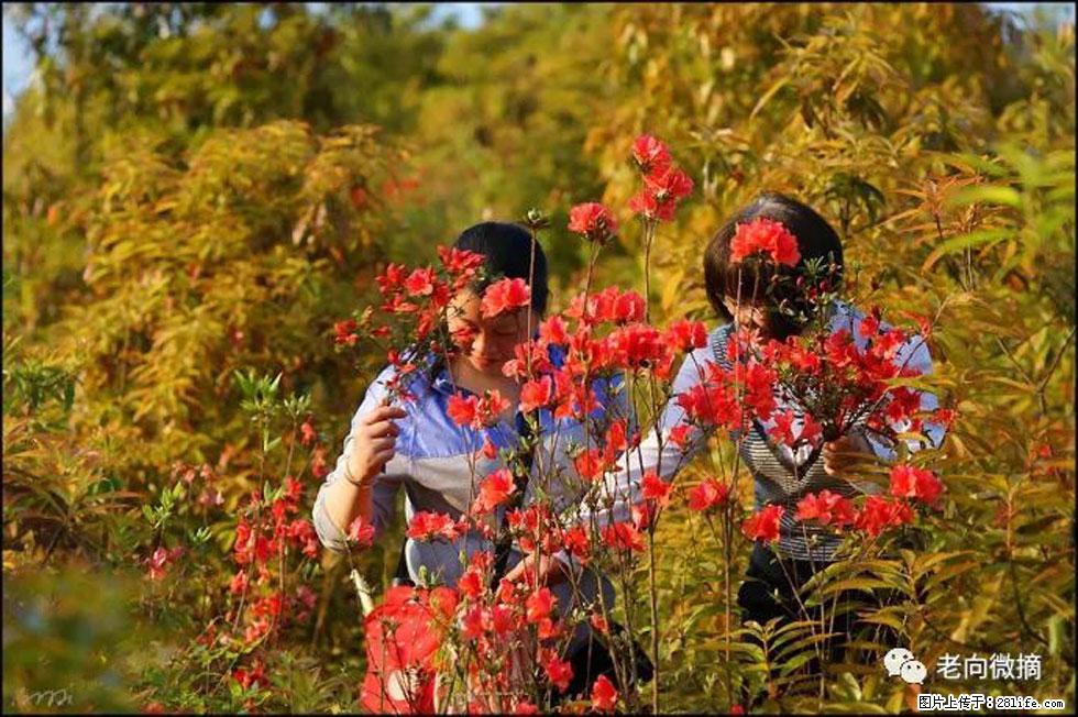 【春天，广西桂林灌阳县向您发出邀请！】登麒麟山，相约映山红 - 游山玩水 - 大庆生活社区 - 大庆28生活网 dq.28life.net