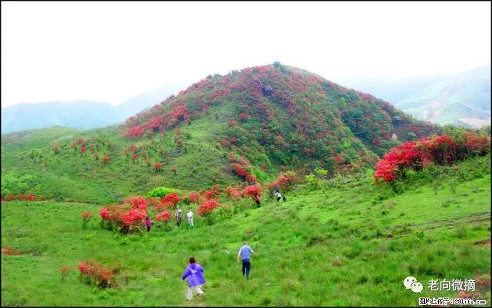 【春天，广西桂林灌阳县向您发出邀请！】宝盖山上映山红 - 游山玩水 - 大庆生活社区 - 大庆28生活网 dq.28life.net