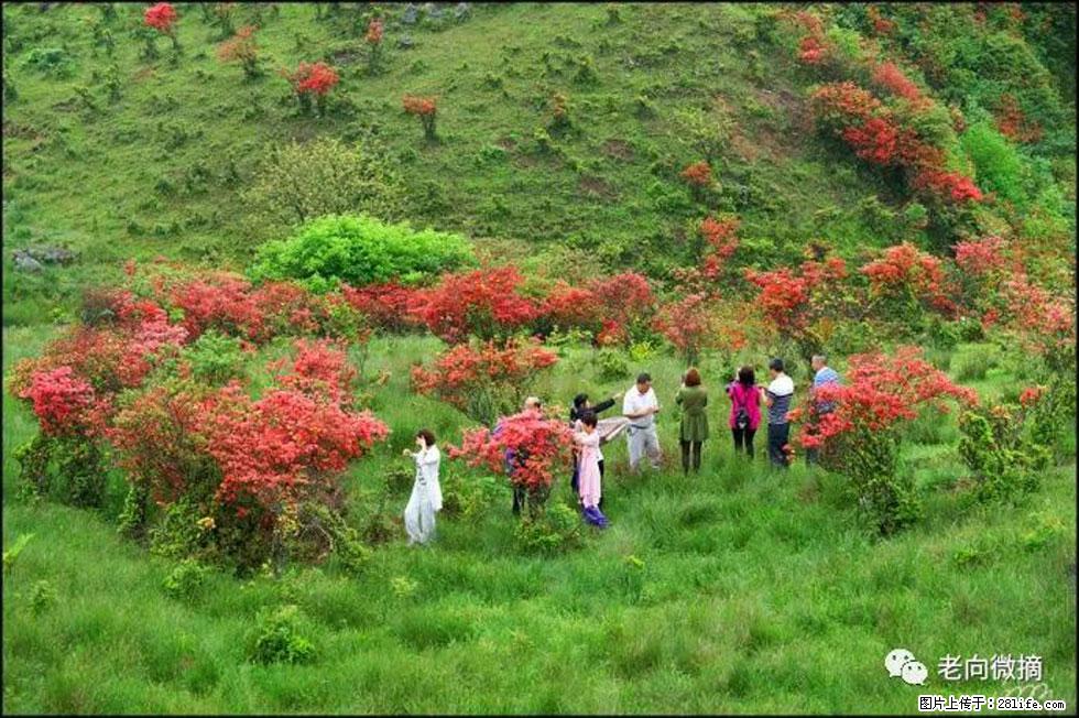 【春天，广西桂林灌阳县向您发出邀请！】宝盖山上映山红 - 游山玩水 - 大庆生活社区 - 大庆28生活网 dq.28life.net
