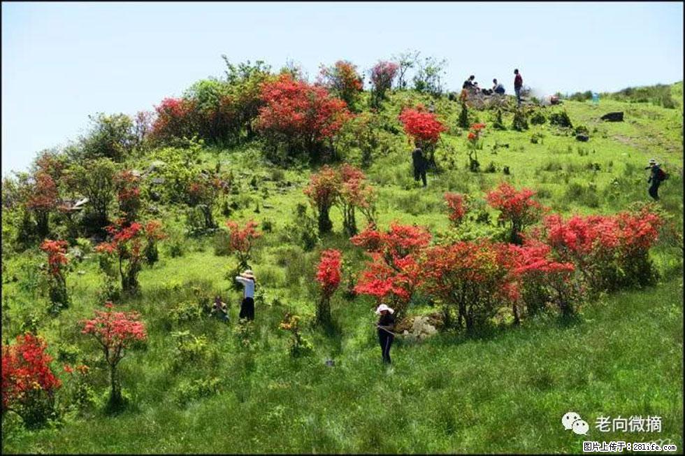 【春天，广西桂林灌阳县向您发出邀请！】宝盖山上映山红 - 游山玩水 - 大庆生活社区 - 大庆28生活网 dq.28life.net