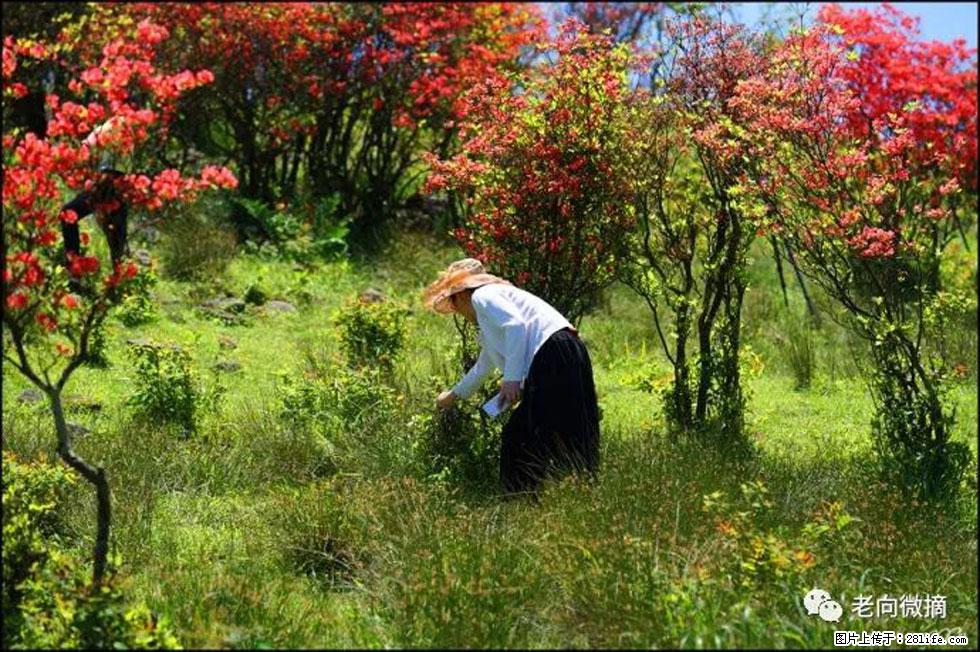 【春天，广西桂林灌阳县向您发出邀请！】宝盖山上映山红 - 游山玩水 - 大庆生活社区 - 大庆28生活网 dq.28life.net