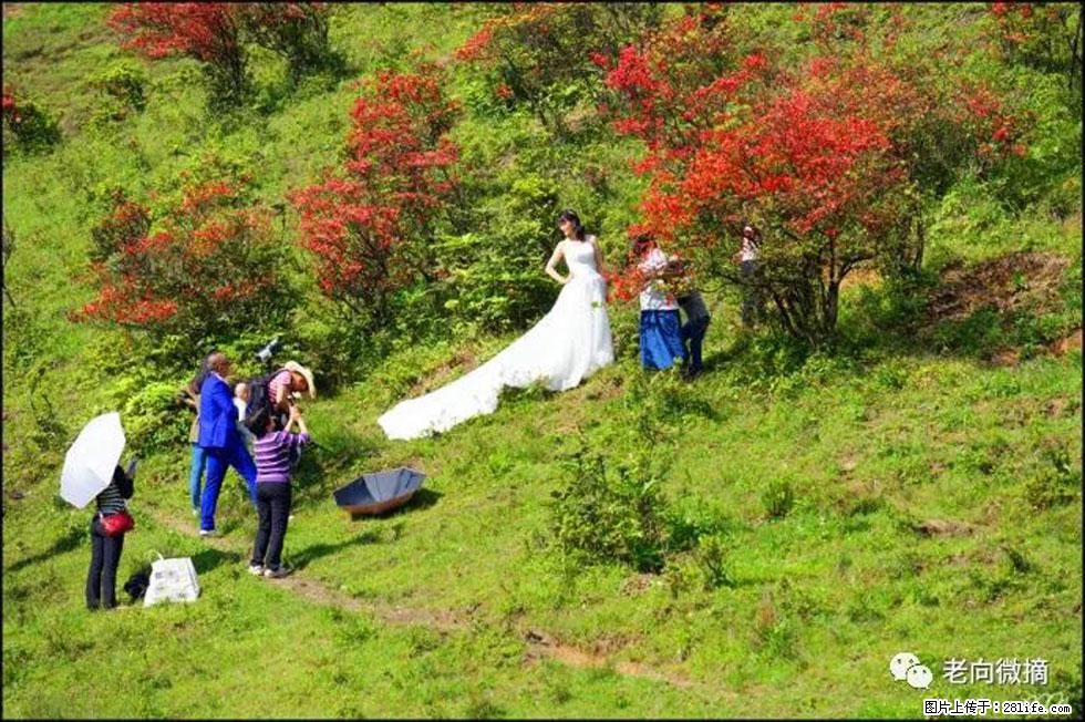 【春天，广西桂林灌阳县向您发出邀请！】宝盖山上映山红 - 游山玩水 - 大庆生活社区 - 大庆28生活网 dq.28life.net