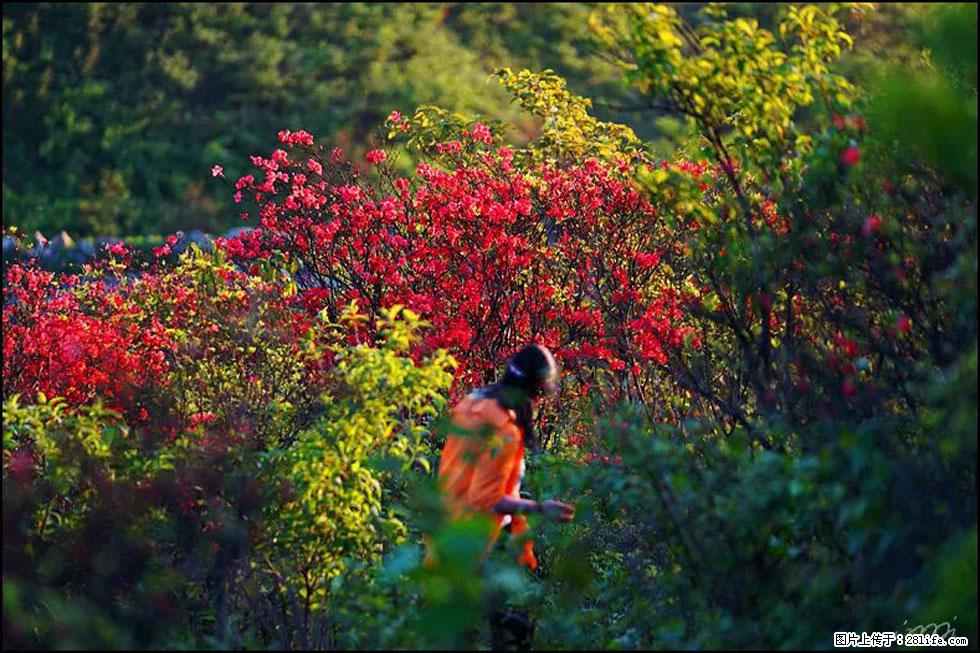 【春天，广西桂林灌阳县向您发出邀请！】春木界上映山红 - 游山玩水 - 大庆生活社区 - 大庆28生活网 dq.28life.net