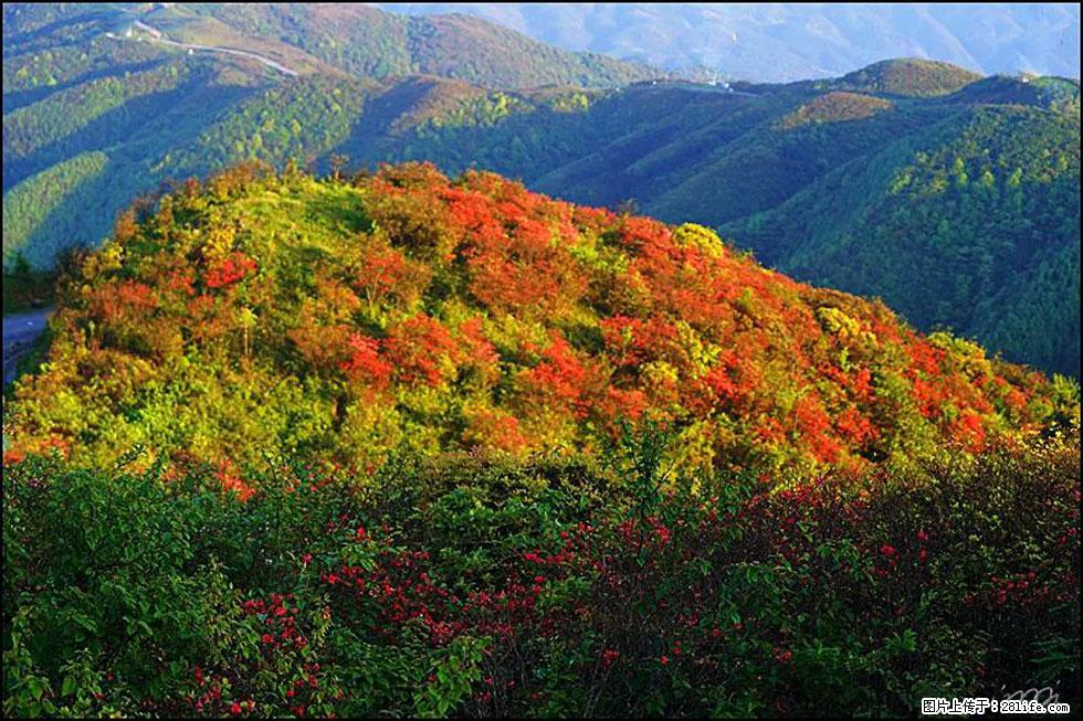 【春天，广西桂林灌阳县向您发出邀请！】春木界上映山红 - 游山玩水 - 大庆生活社区 - 大庆28生活网 dq.28life.net