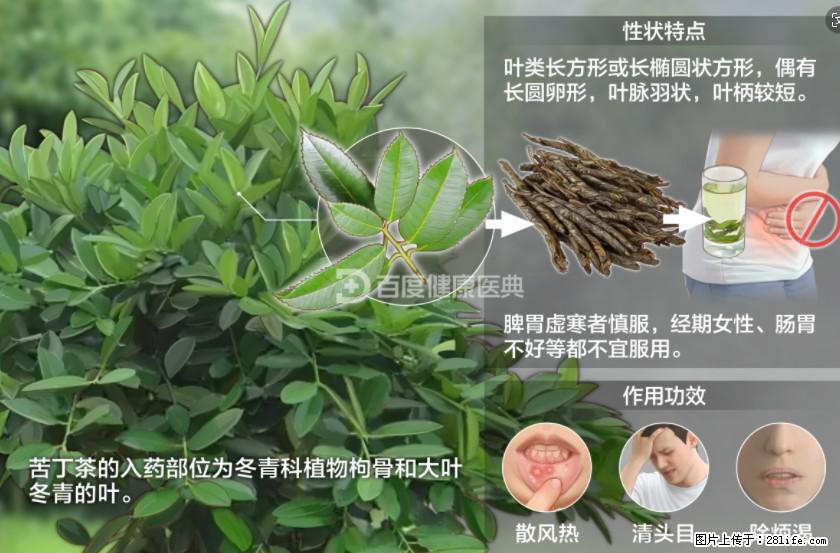 苦丁茶有哪些功效和作用 - 生活百科 - 大庆生活社区 - 大庆28生活网 dq.28life.net