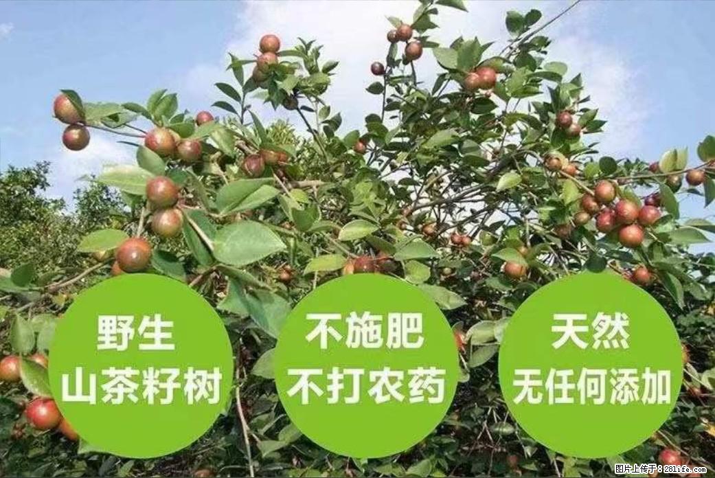 【灌阳县油茶产业示范区】一个有着充实的精神生活的人，对待身外之物自会有一种淡泊的态度 - 美食天地 - 大庆生活社区 - 大庆28生活网 dq.28life.net