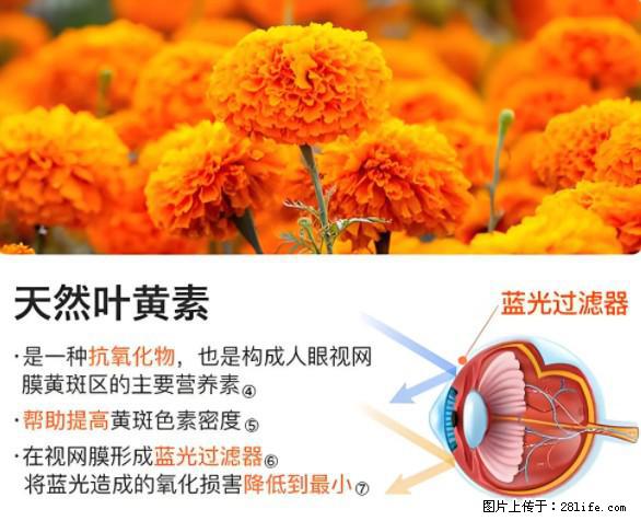 叶黄素有什么功效和作用 - 生活百科 - 大庆生活社区 - 大庆28生活网 dq.28life.net