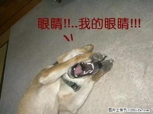 笑癫了！一女的怀孕三年未生，他终于忍不住了... - 娱乐八卦 - 大庆生活社区 - 大庆28生活网 dq.28life.net
