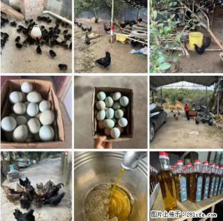 油茶园从小鸡仔开始养起的纯土鸡、土鸡蛋可以预定啦！还有前几天刚榨的纯山茶油哦 - 大庆28生活网 dq.28life.net
