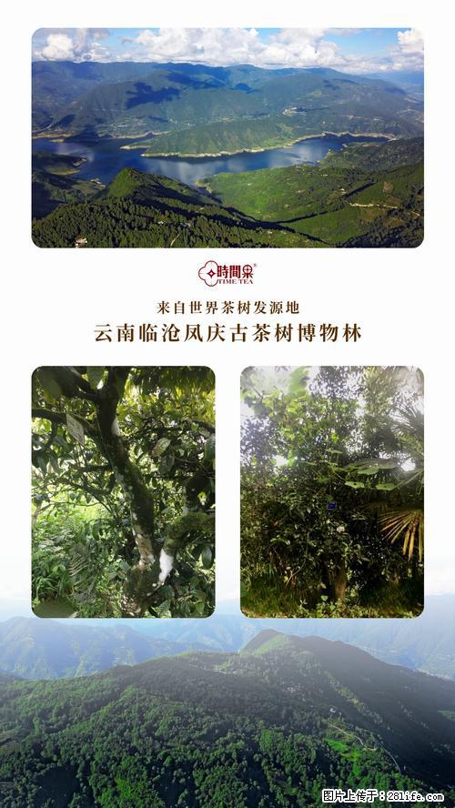 时间果百年古树2025年春红茶 - 购物交流 - 大庆生活社区 - 大庆28生活网 dq.28life.net