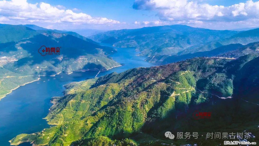 时间果百年古树龙珠普洱生茶 - 购物交流 - 大庆生活社区 - 大庆28生活网 dq.28life.net