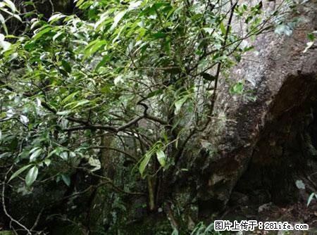 平乐石崖茶，珍贵仅次于金花茶 - 大庆生活资讯 - 大庆28生活网 dq.28life.net