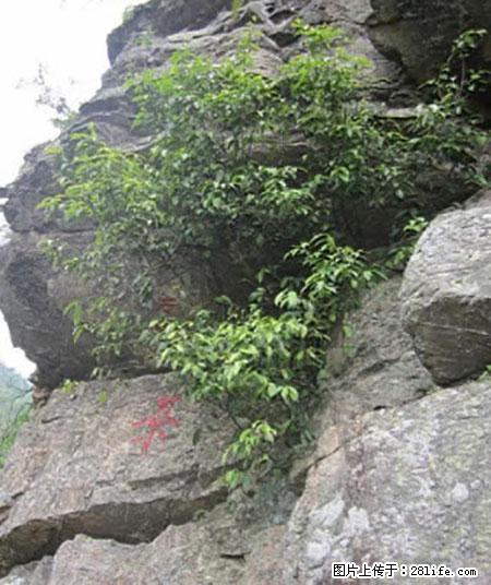 平乐石崖茶，珍贵仅次于金花茶 - 大庆生活资讯 - 大庆28生活网 dq.28life.net