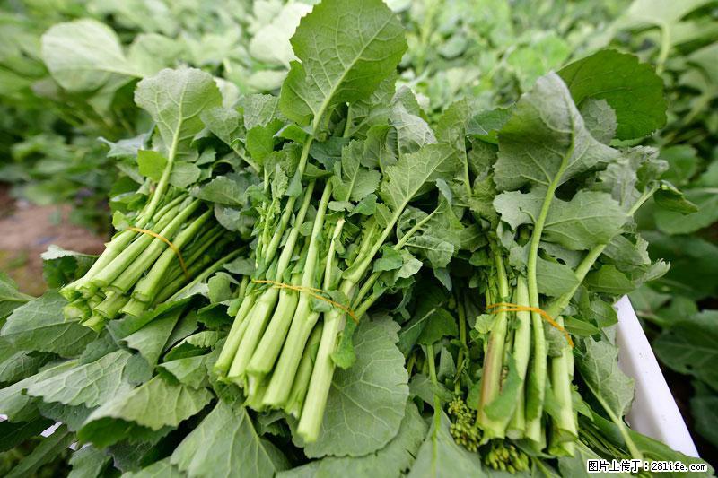 这些蔬菜是“天然钙片”,这6种被医生重点推荐 - 大庆生活资讯 - 大庆28生活网 dq.28life.net